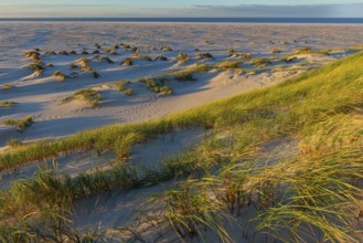 Amrum Island, landscape Germany, dune, dunes, grass, structure, form, vegetation, Amrum, Amrum