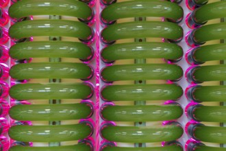 PUEVIT GmbH produces the most efficient photobioreactors for the cultivation of microalgae. The aim