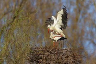 White stork (Ciconia ciconia), stork marriage, mating, copula, Altlußheim, Germany, Europe