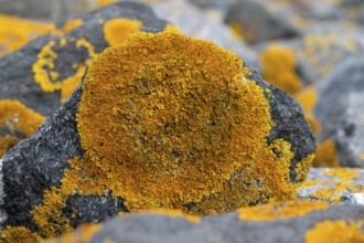 Stones with common orange lichen (Xanthoria parietina), East Frisia, Lower Saxony, Germany, Europe