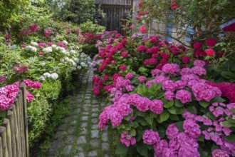 Hydrangea in bloom in the front garden of an old farmhouse, Ödenberg, Middle Franconia, Bavaria,