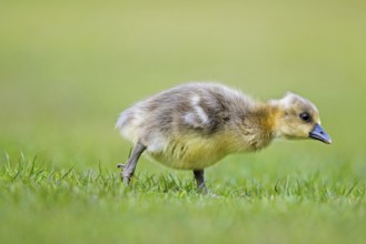 Greylag goose, graylag goose (Anser anser) cute gosling walking over grassland in spring