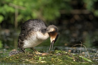 Great Crested Grebe (Podiceps cristatus), adult bird and chick on the nest, adult bird turning an