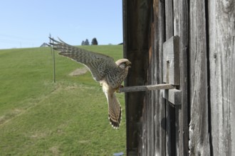 Kestrel (Falco tinnunculus) female lands at the breeding site in a field barn, Allgäu, Bavaria,