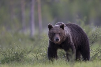 Brown bear (Ursus arctos) in the Finnish taiga, Kuusamo, Finland, Europe