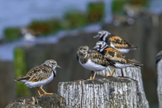 Ruddy turnstones (Arenaria interpres) two juveniles and adults in breeding plumage resting on