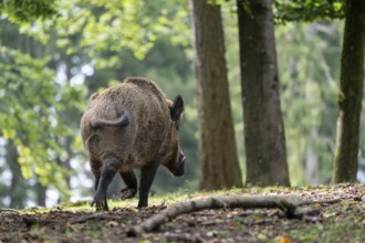 Wild boar (Sus scrofa), boar, Vulkaneifel, Rhineland-Palatinate, Germany, Europe