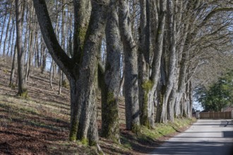 Leafless lime tree avenue (Tilia) in front of the Wülzburg, Weißenburg, Middle Franconia, m