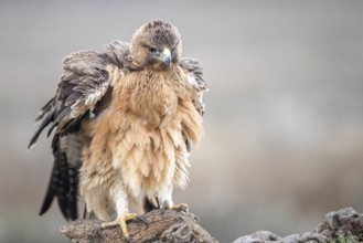 Bonelli's Eagle (Aquila fasciata) juvenile, Castile-La Mancha, Spain, Europe
