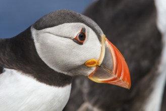 Atlantic Puffin (Fratercula arctica) adult portrait, Farne Islands, United Kingdom, Europe