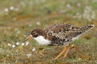 Ruff (Calidris pugnax) male, Oeland, Sweden, Europe