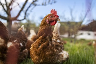 Free-range chickens on a farm in Ottersweier, Baden-Württemberg, Germany, Europe