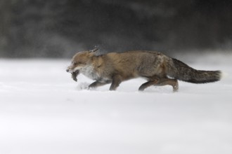 Red fox in the snow, Steinborn, Rhineland-Palatinate, Germany, Europe