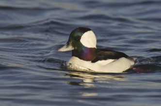 Bufflehead (Bucephala albeola) male, California, USA, North America