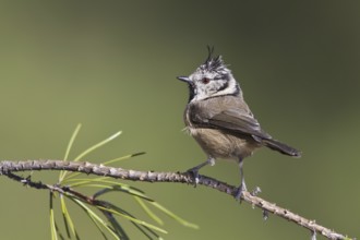 European Crested Tit (Lophophanes cristatus), Portugal, Europe