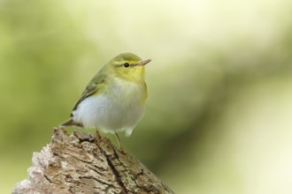 Wood Warbler (Phylloscopus sibilatrix) singing, Gwynedd, United Kingdom, Europe