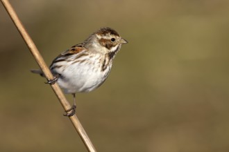 Common Reed Bunting (Emberiza schoeniclus) female, Castile-La Mancha, Spain, Europe