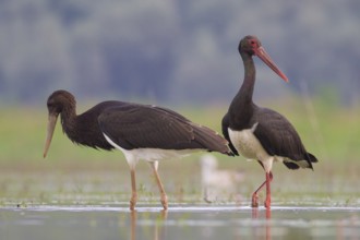 Black Stork (Ciconia nigra) foraging, Tiszaalpár, Hungary, Europe
