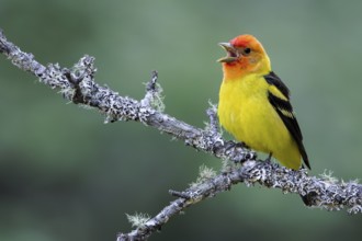 Western Tanager (Piranga ludoviciana) perched on a branch in Victoria, BC, Canada, North America
