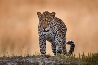 Leopard golden grass sunset, South Lunagwa, Zambia, Africa. Big spotted cat in the wild nature.