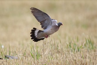 Common Wood Pigeon (Columba palumbus) flying, North Rhine-Westphalia, Germany, Europe