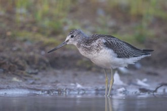 Common Greenshank (Tringa nebularia), North Rhine-Westphalia, Germany, Europe