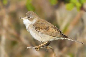 Common Whitethroat (Sylvia communis), Baden-Wuerttemberg, Germany, Europe