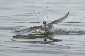 Common Tern (Sterna hirundo) flying, Lower Saxony, Germany, Europe