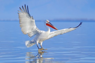 Dalmatian pelican, Pelecanus crispus, landing in Lake Kerkini, Greece. Pelican with open wings.