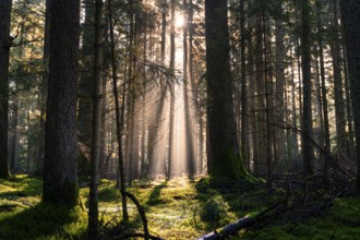 Rays of sunlight penetrate the dense forest and create contrasts of light and shadow,