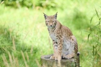 Eurasian lynx (Lynx lynx) sitting on a tree trunk, Bavaria, Germany, Europe