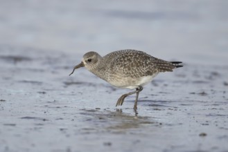 Grey plover (Pluvialis squatarola) adult bird in winter plumage feeding on a mudflat, England,