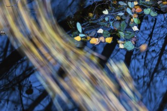 Autumn leaves in the water of the Hunte, water, autumn, Oldenburg district, Dötingen, Lower Saxony,