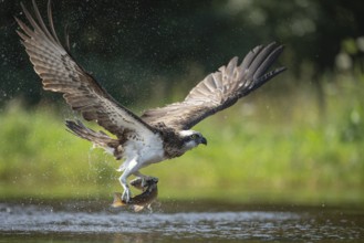 Western osprey (Pandion haliaetus) hunting, Aviemore, Scotland, Great Britain