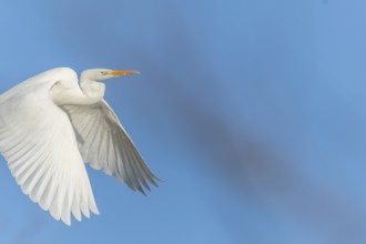 Great egret (Ardea alba) in flight in the sky, Bas-Rhin, Alsace, Grand Est, France, Europe