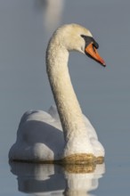 Mute swan (Cygnus olor) swimming on the water of a lake, Bas-Rhin, Alsace, Grand Est, France,