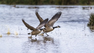 Canada Goose, Branta canadensis, birds in flight over marshes at winter