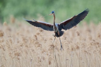 Purple heron (Ardea purpurea) in flight, Baden-Württemberg, Germany, Europe