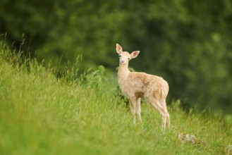 European fallow deer (Dama dama) fawn standing on a meadow, tirol, Kitzbühel, Wildpark Aurach,