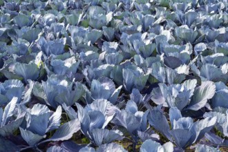 Red cabbage, red cabbage, blue cabbage, blue cabbage, winter vegetables growing in a field, Hegau,
