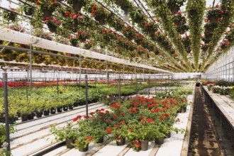 Red Pelargonium, Geranium flowers in hanging baskets plus mixed flowering plants in containers