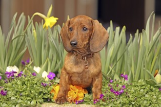 Dachshund, dachshund, young animal, 12 weeks old