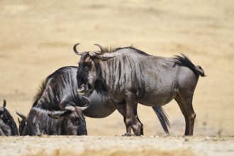 Blue wildebeest (Connochaetes taurinus) standing in the dessert, captive, distribution Africa