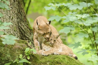 Eurasian lynx (Lynx lynx) mother with her youngsters in a forest, Bavaria, Germany, Europe