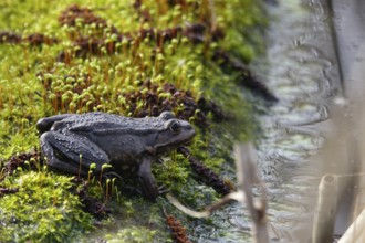 Frog on a mossy tree trunk, March, Lusatia, Saxony, Germany, Europe