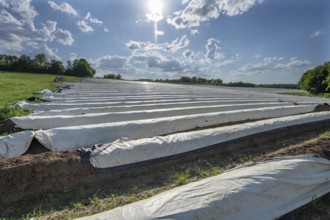 Asparagus field covered with white foil (Asparagus) against the light, Middle Franconia, Bavaria,