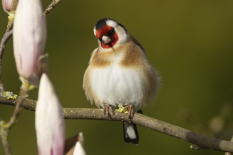 European goldfinch (Carduelis carduelis) adult bird in a flowering garden Magnolia tree in the