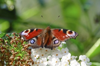 Peacock butterfly (Inachis io), September, Mecklenburg-Western Pomerania, Germany, Europe