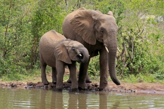 African elephant (Loxodonta africana), young animal, mother, mother with young animal, at the