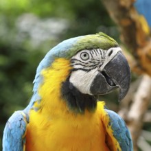 Yellow-breasted Macaw (Ara ararauna), animal portrait, occurrence South America, captive, Hesse,